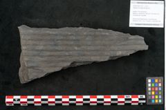 Foto (Objekt + Etikett) von Sigillaria elongata Brongniart (NHMW-GEO-2024-0188-11071)